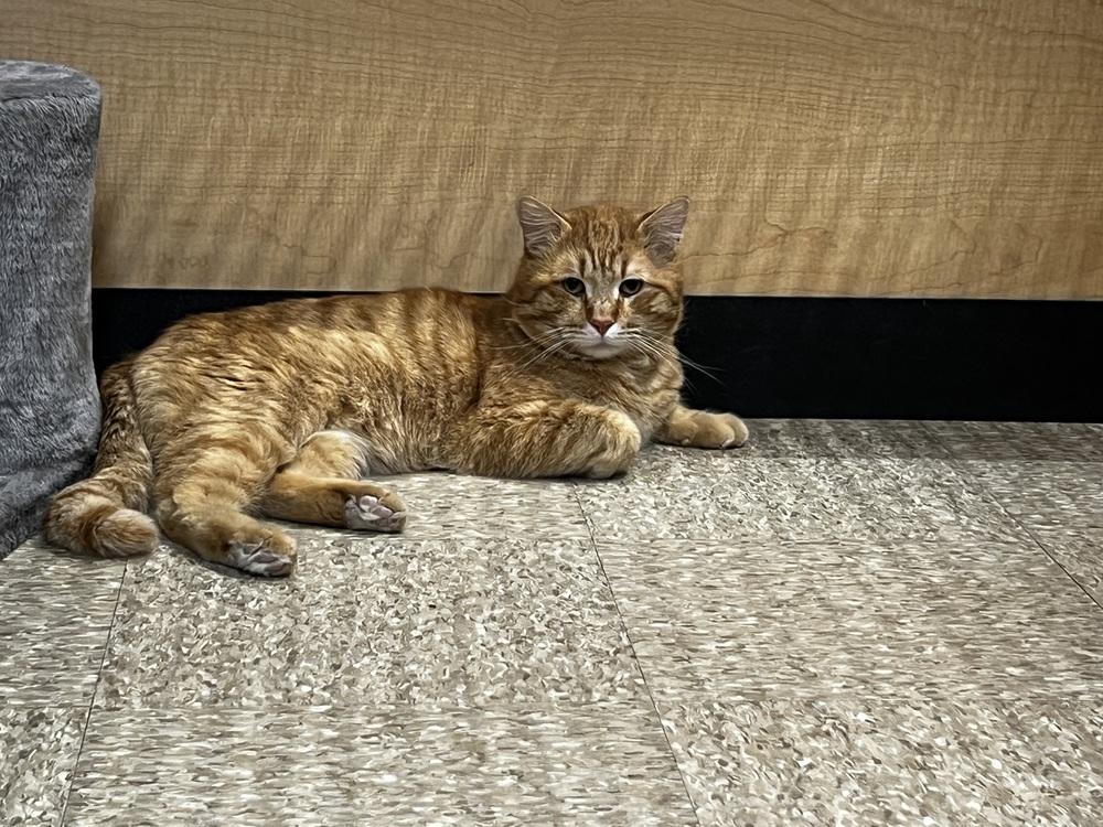 Enlarge Bubs, a Adoptable Domestic Short Hair in East hartford, CT image 6/6