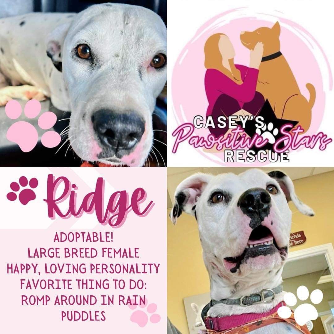 Enlarge Ridge, a Adopted mixed breed in Grand ridge, FL image 1/3