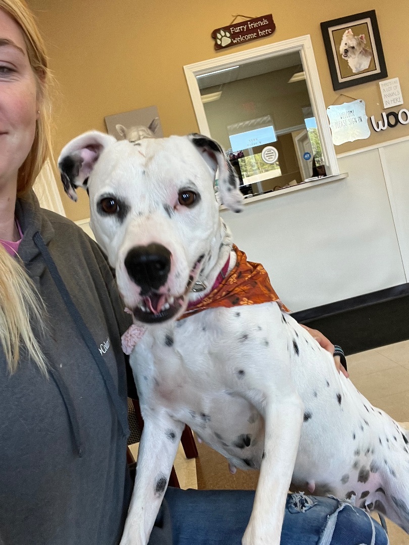 Enlarge Ridge, a Adopted mixed breed in Grand ridge, FL image 2/3