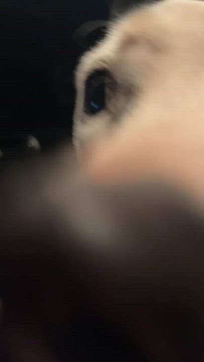 Enlarge Ridge, a Adopted mixed breed in Grand ridge, FL video 3/3