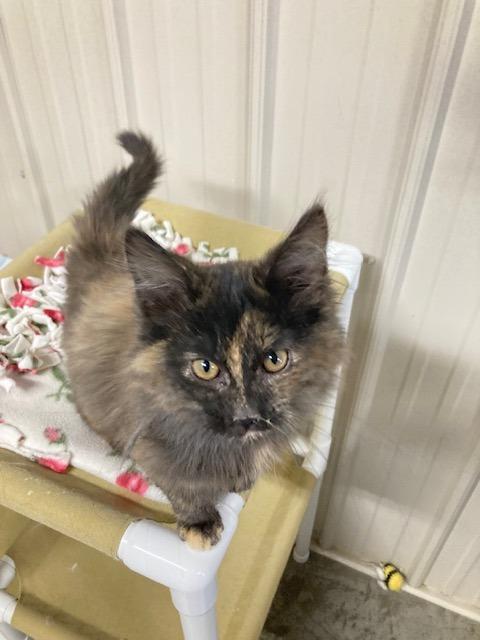 Ivy, Adopted, Young Female Domestic Long Hair.