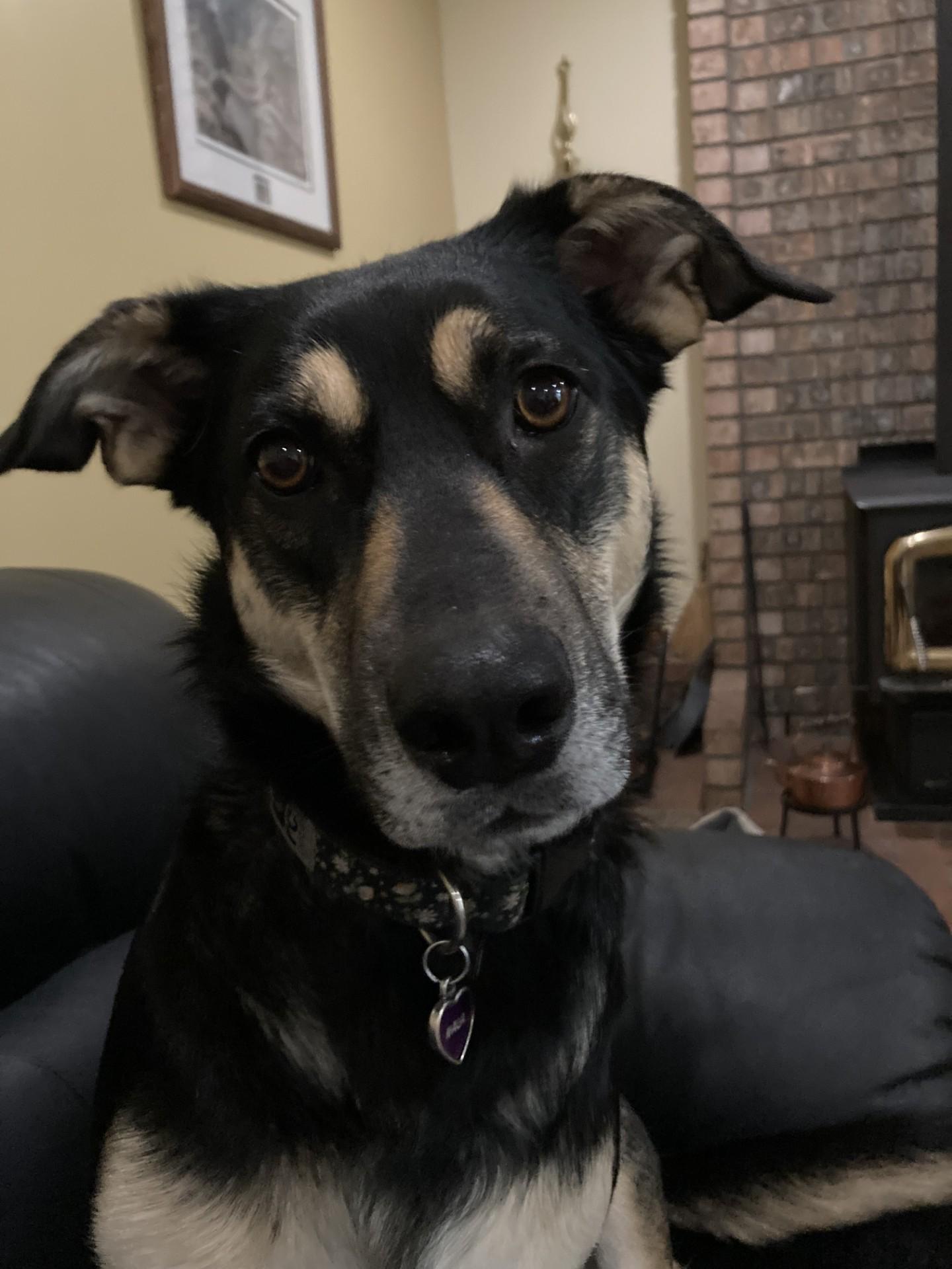 Enlarge Nala, an adoption pending mixed breed in Richmond, BC image 3/5