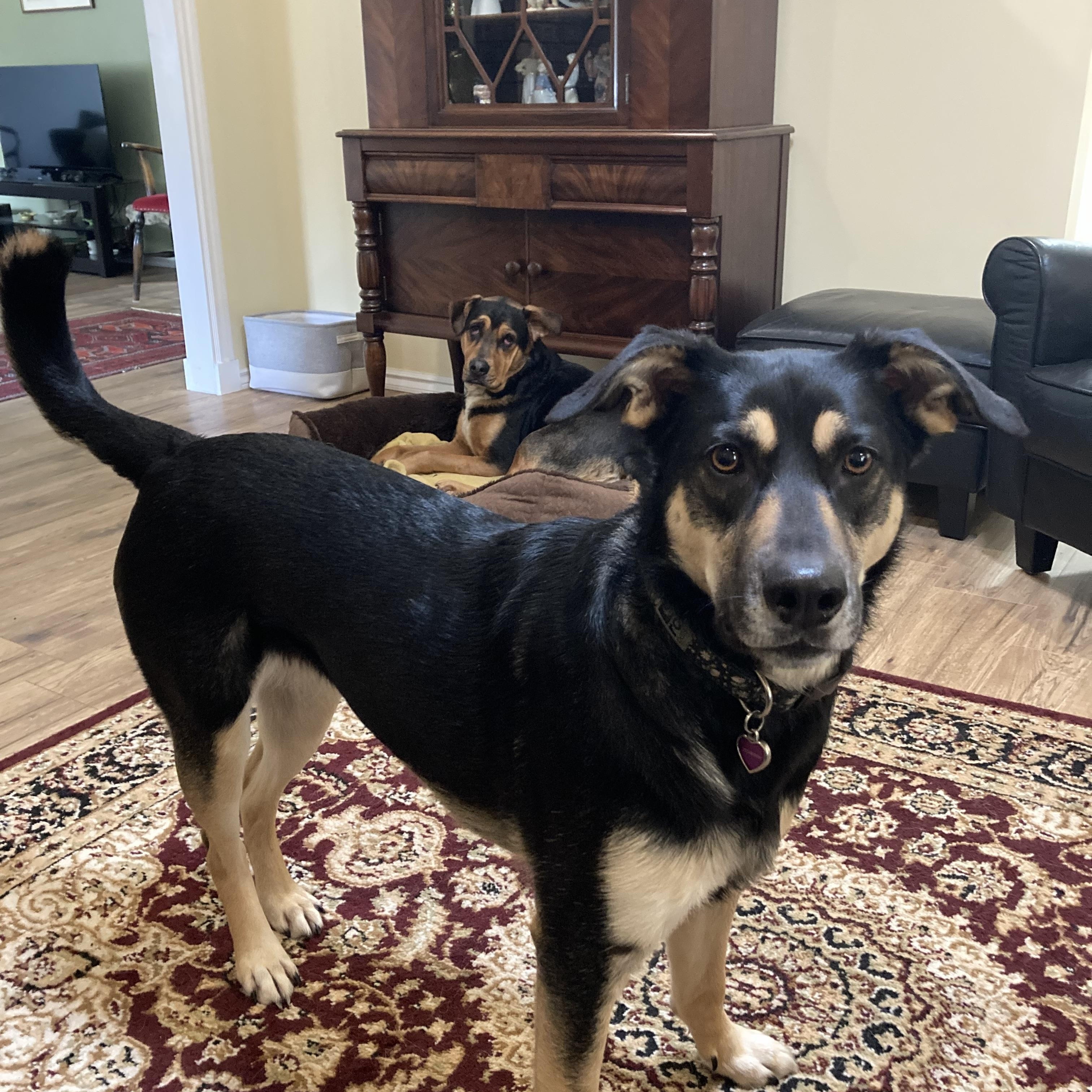 Enlarge Nala, an adoption pending mixed breed in Richmond, BC image 1/5