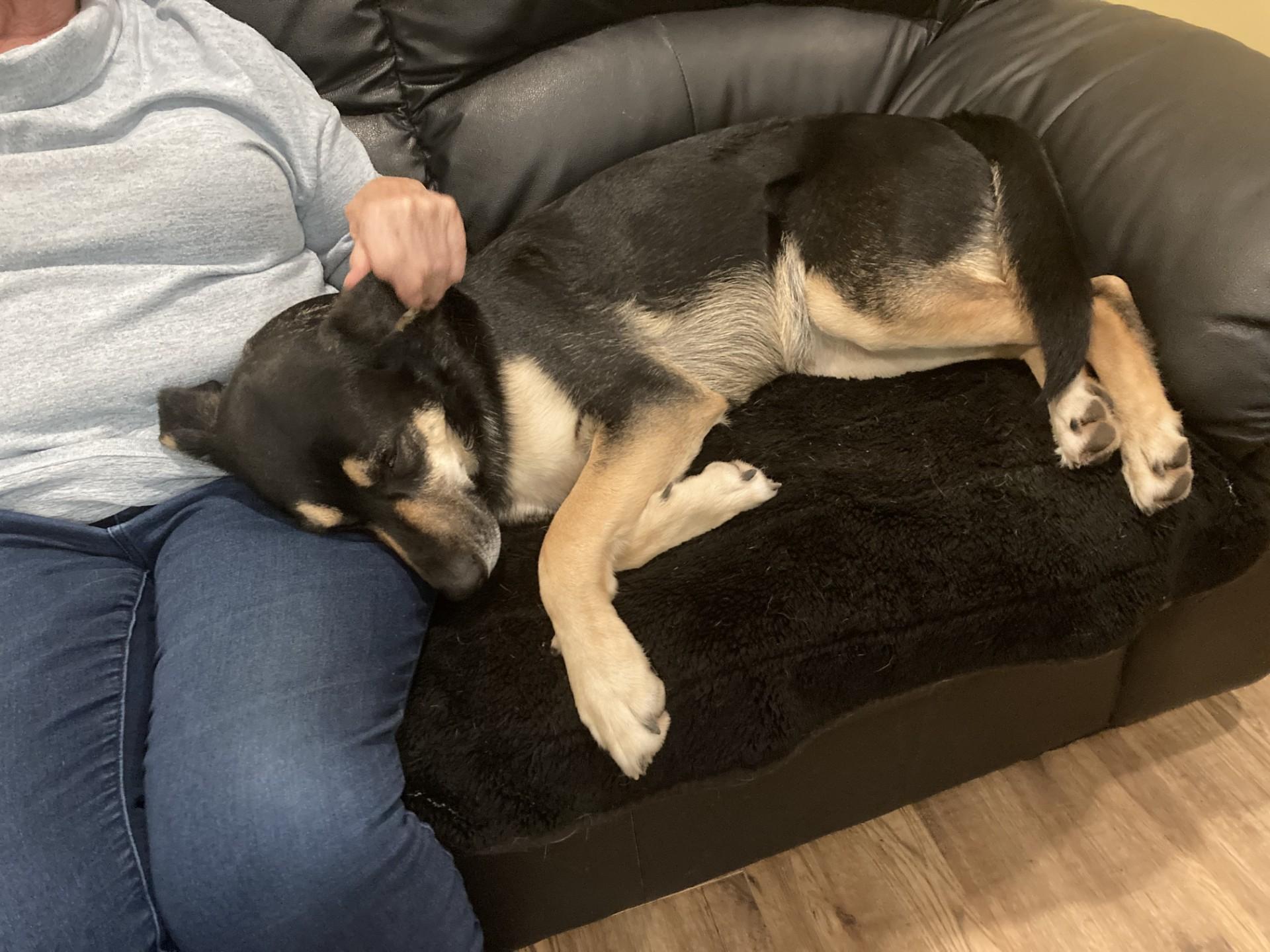 Enlarge Nala, an adoption pending mixed breed in Richmond, BC image 5/5