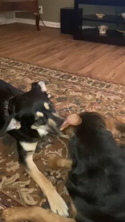 Enlarge Nala, an adoption pending mixed breed in Richmond, BC video 2/5