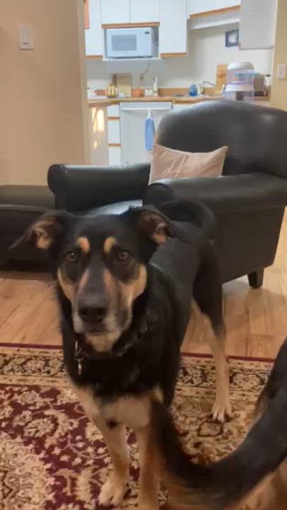 Enlarge Nala, an adoption pending mixed breed in Richmond, BC video 4/5