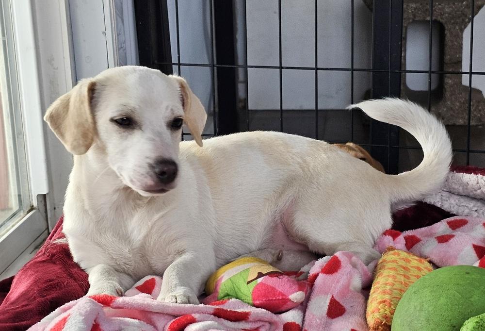 Sugar Bear, Adoptable, Puppy Female Chihuahua & Dachshund.