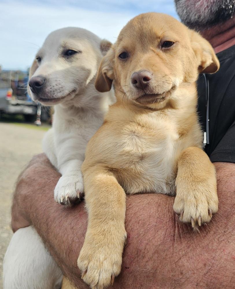 Enlarge Sugar Bear, a Adoptable mixed breed in Santa Rosa, CA image 2/3
