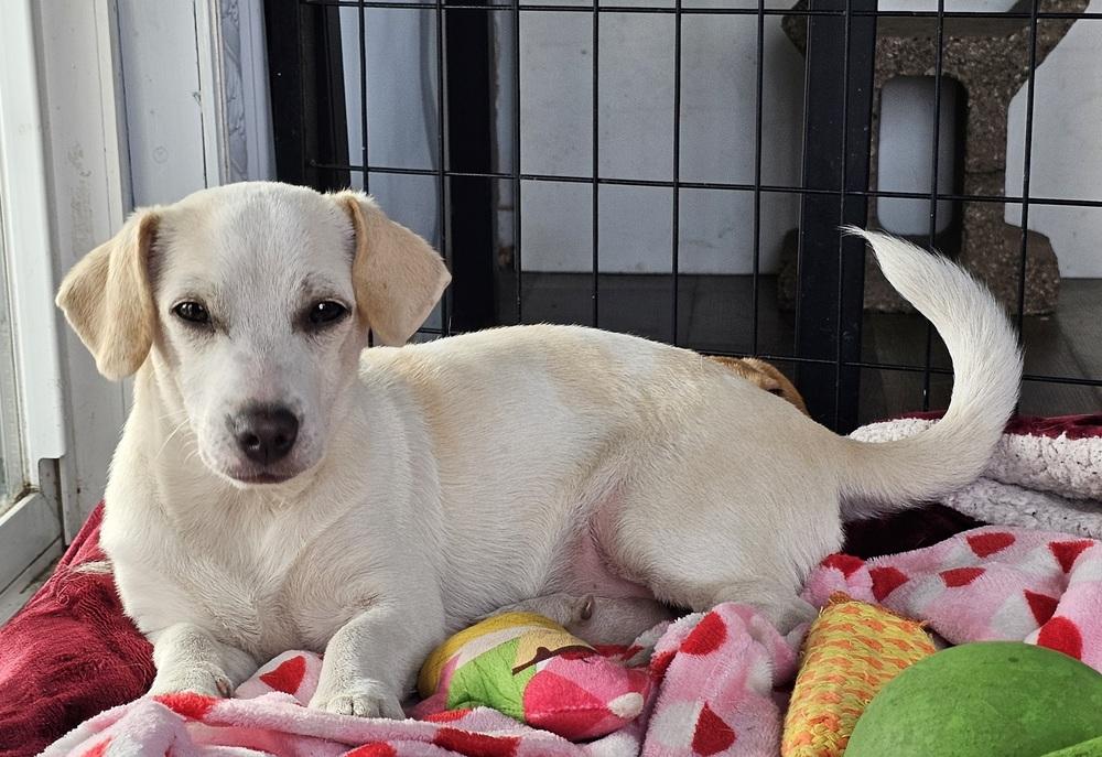 Enlarge Sugar Bear, a Adoptable mixed breed in Santa Rosa, CA image 3/3