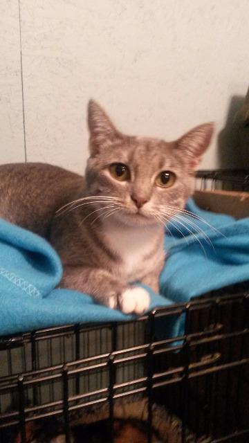Enlarge Harper, a Adoptable mixed breed in Ballwin, MO image 1/2