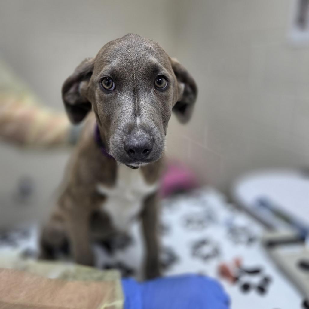 Mudbud, Adoptable, Puppy Female Australian Shepherd & Weimaraner.