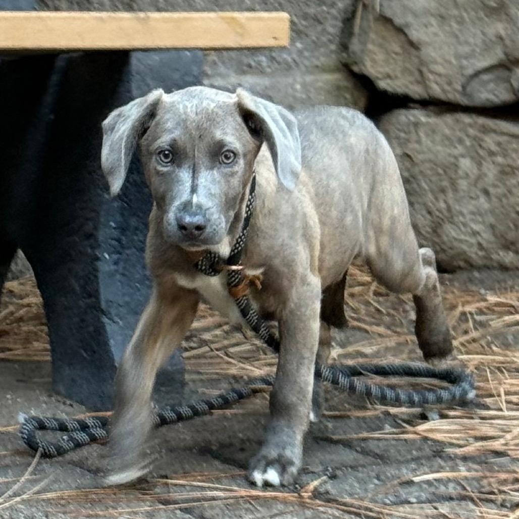 Enlarge Mudbud, a Adoptable mixed breed in Incline Village, NV image 2/2