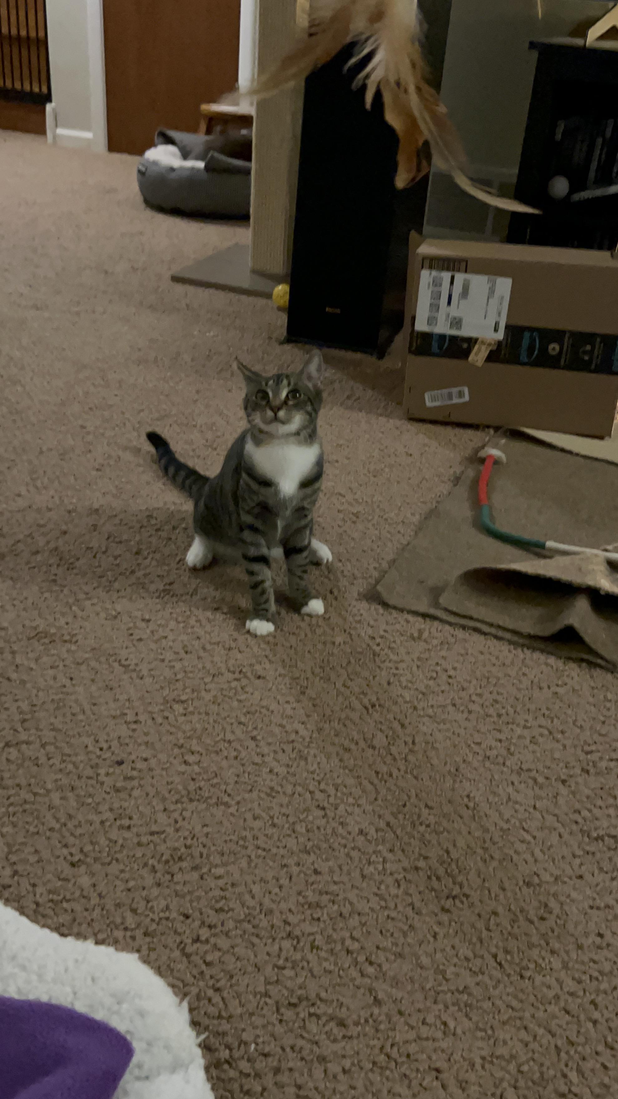 Enlarge Mozart (Motzy), a Adoptable Domestic Short Hair in Warminster, PA image 5/6