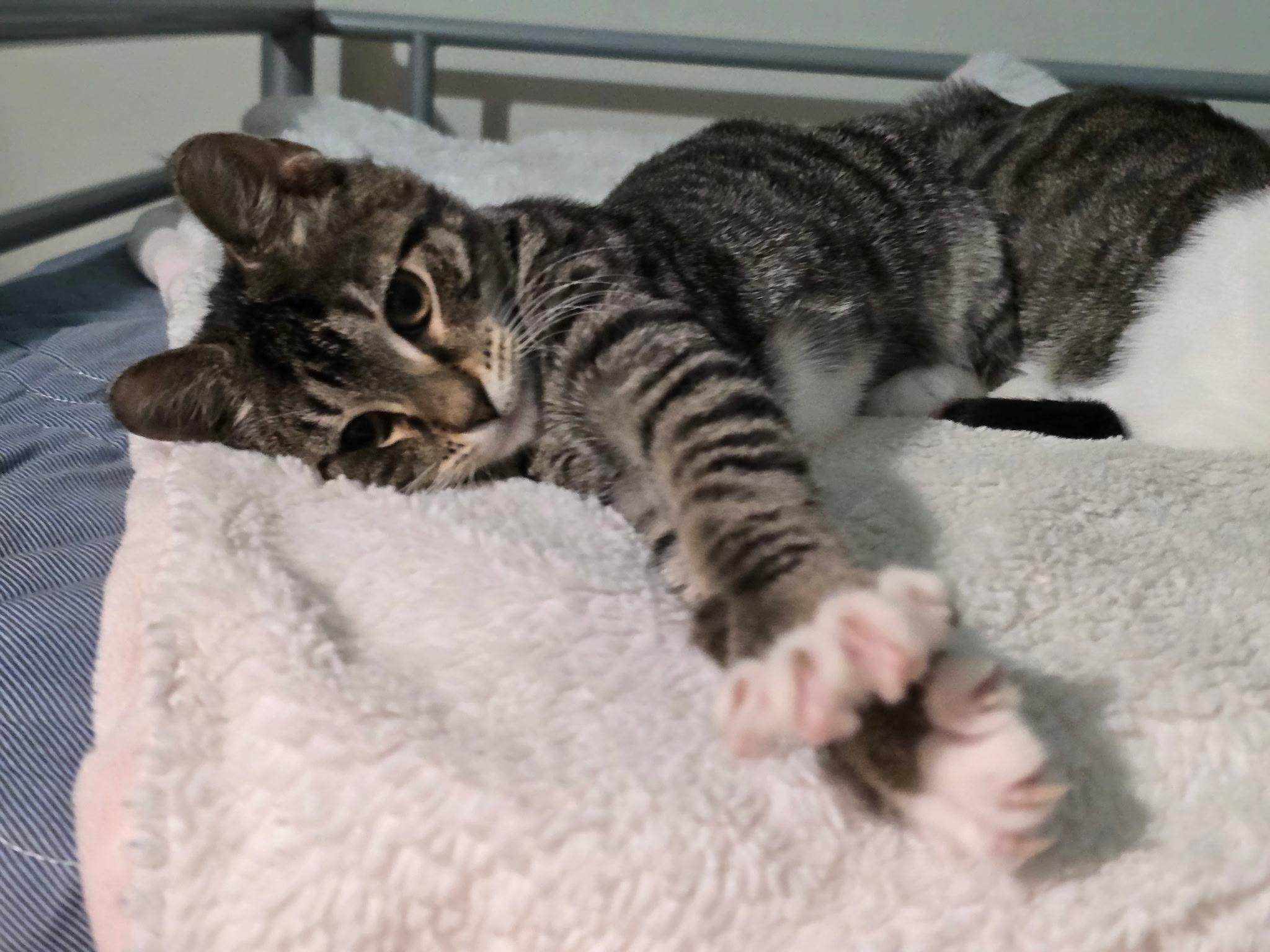 Enlarge Mozart (Motzy), a Adoptable Domestic Short Hair in Warminster, PA image 2/6