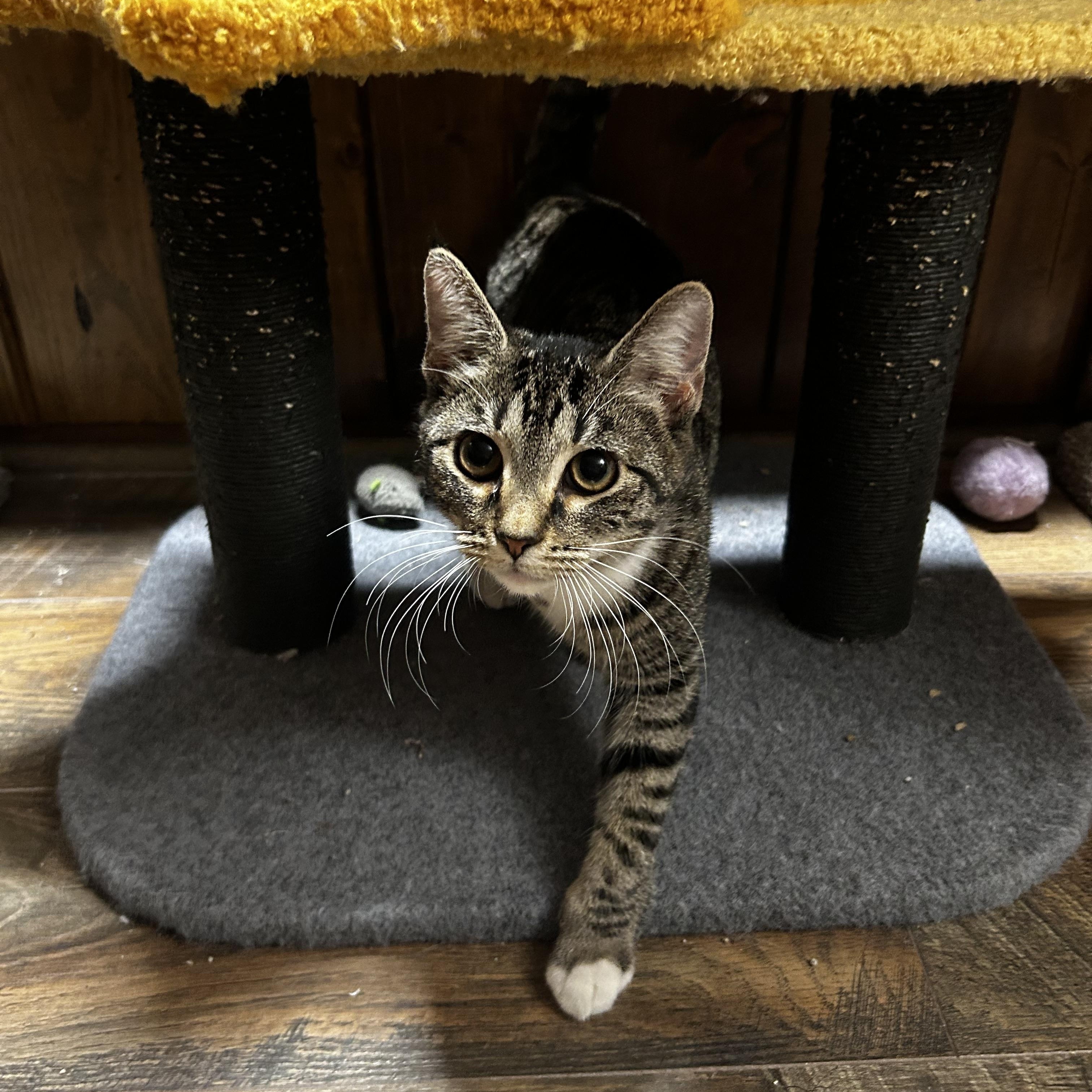 Enlarge Mozart (Motzy), a Adoptable Domestic Short Hair in Warminster, PA image 6/6