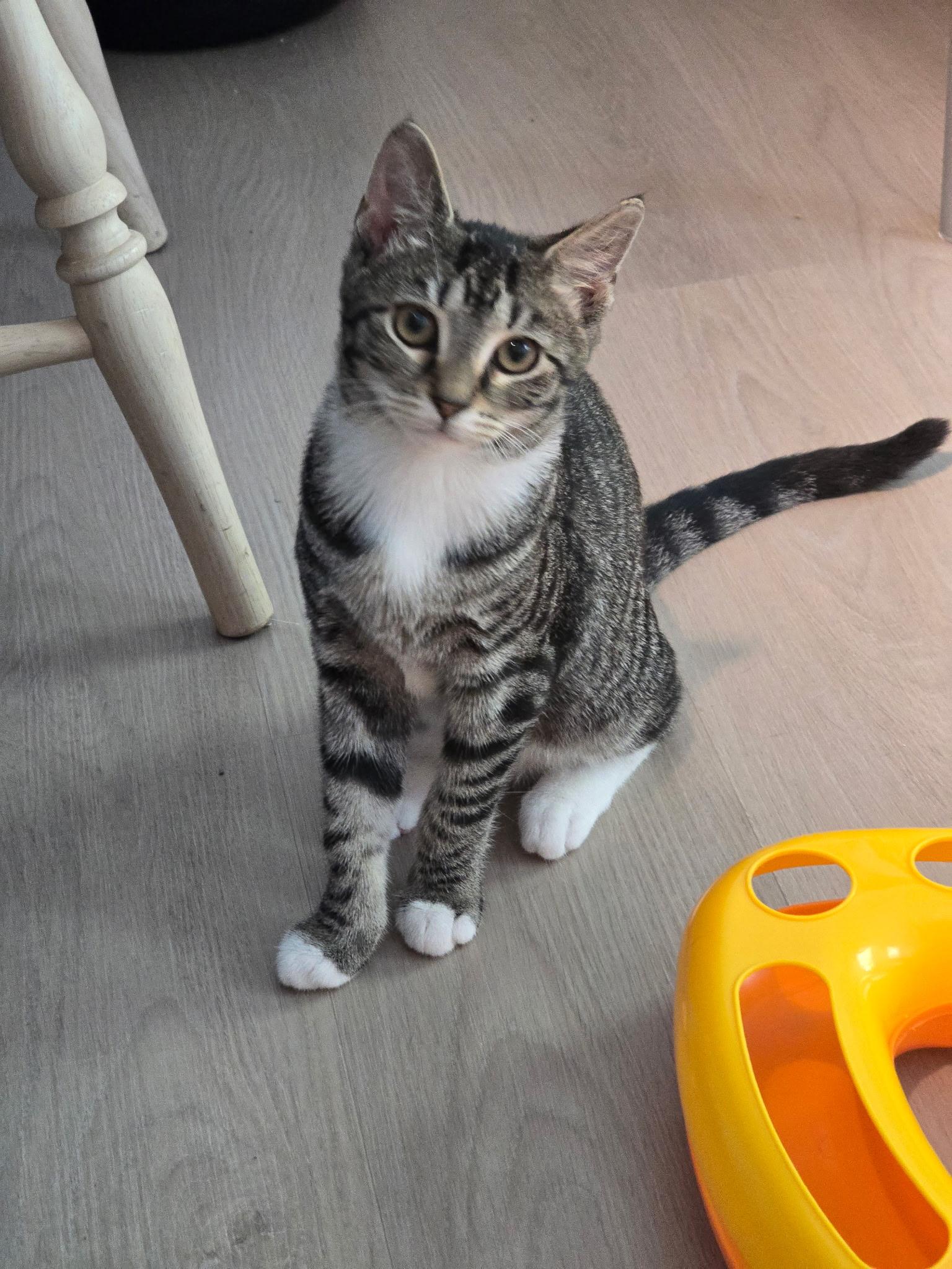 Mozart (Motzy), Adoptable, Kitten Female Domestic Short Hair.