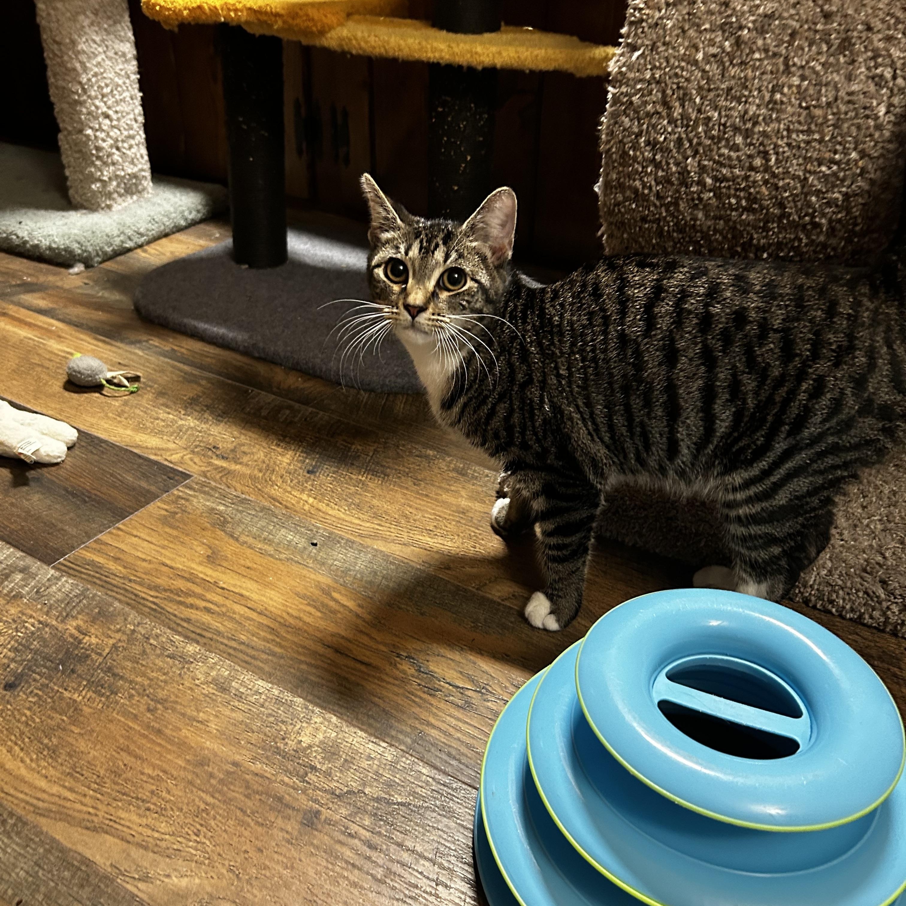 Enlarge Mozart (Motzy), a Adoptable Domestic Short Hair in Warminster, PA image 4/6