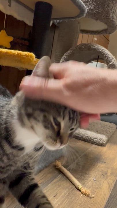 Enlarge Mozart (Motzy), a Adoptable Domestic Short Hair in Warminster, PA video 3/6