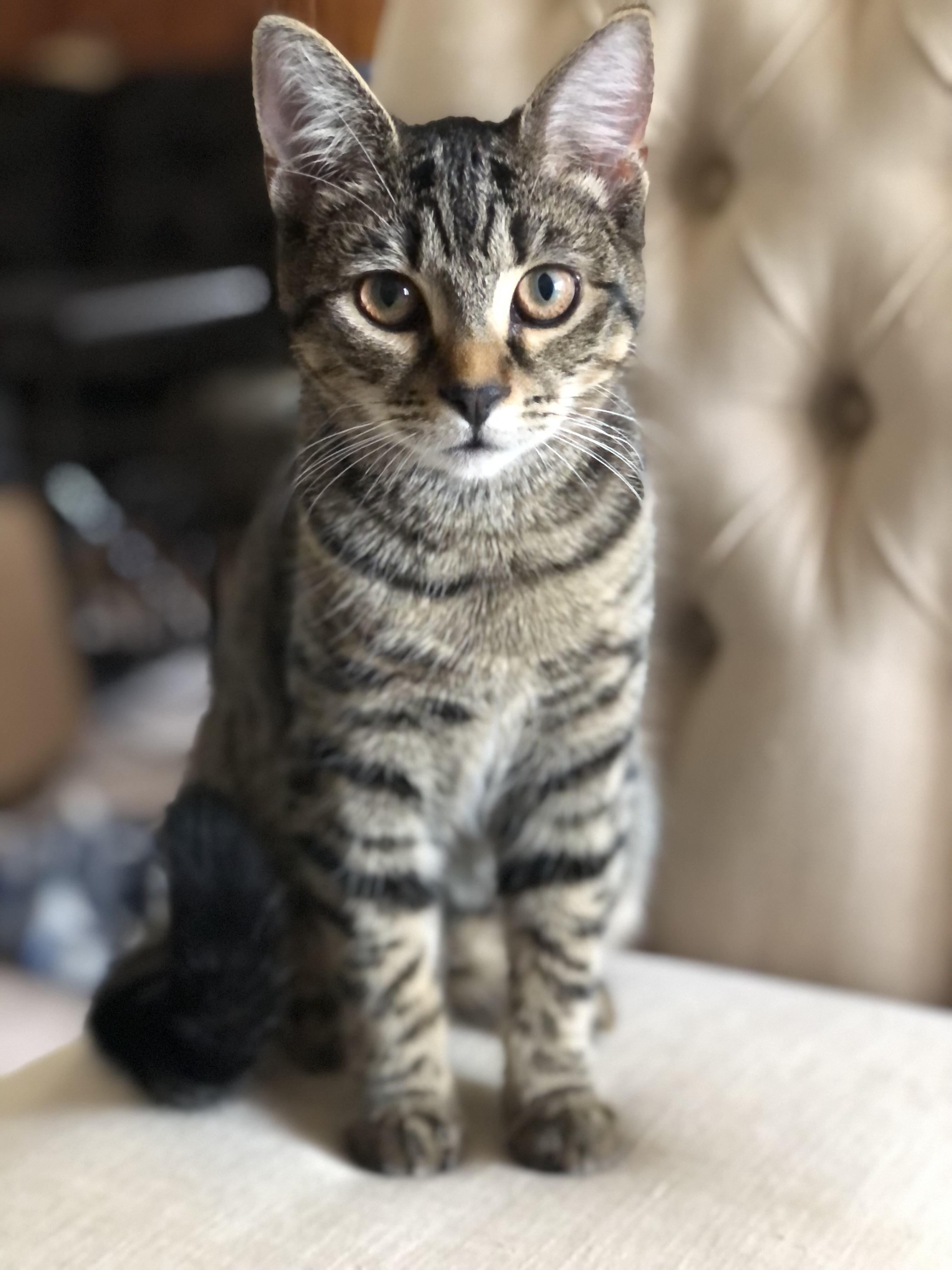 Moss, Adoptable, Young Female Domestic Short Hair.