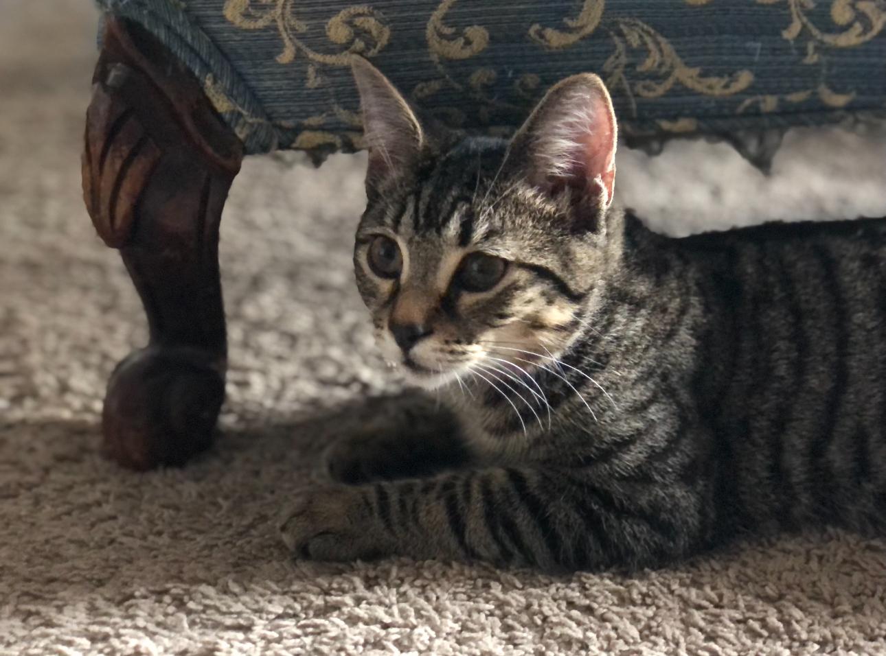 Enlarge Moss, a Adoptable Domestic Short Hair in Suffolk, VA image 1/3