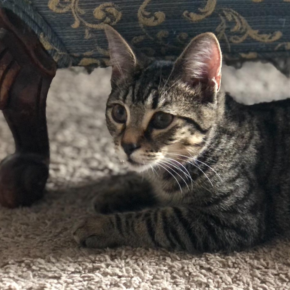 Enlarge Moss, a Adoptable Domestic Short Hair in Suffolk, VA image 3/4
