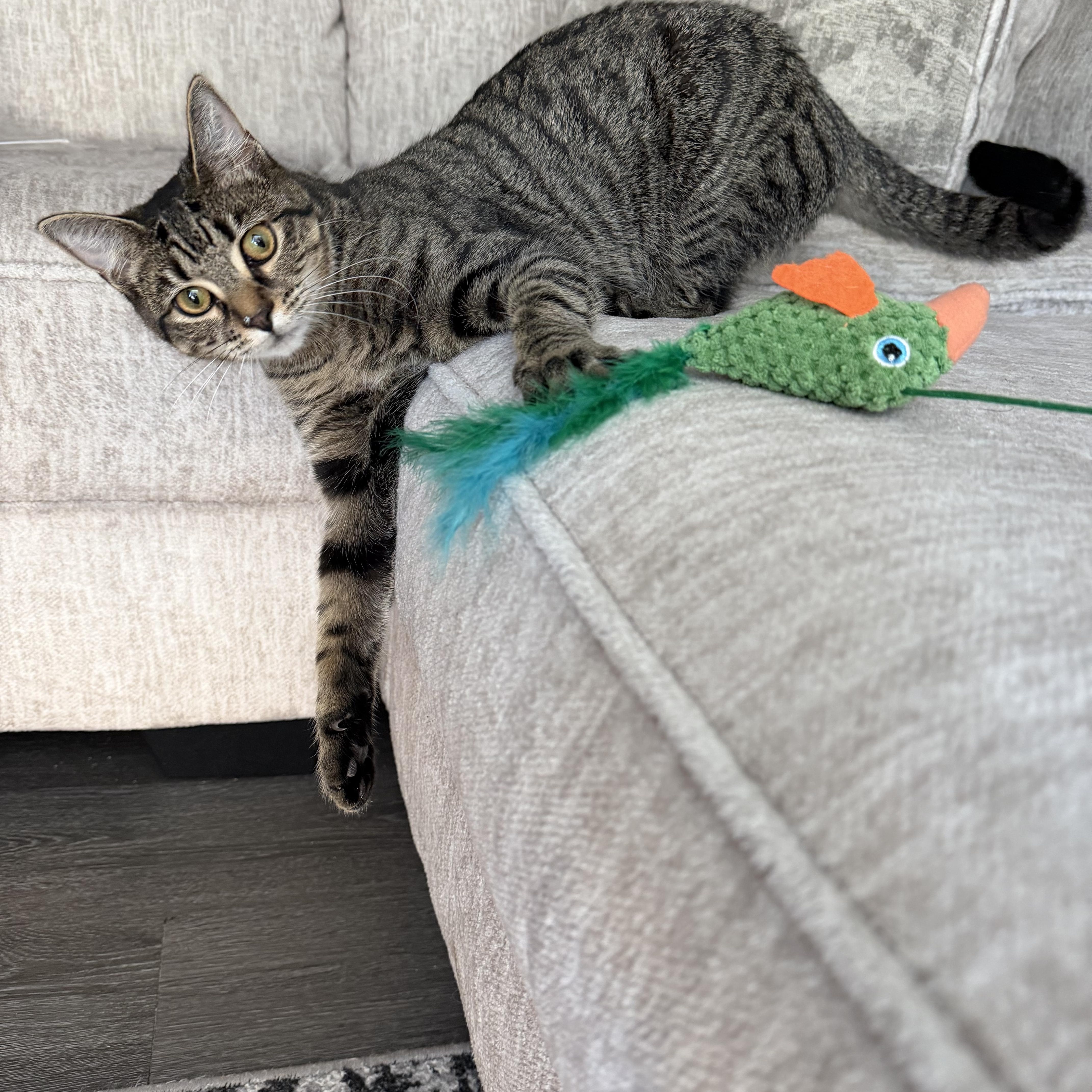 Enlarge Moss, a Adoptable Domestic Short Hair in Suffolk, VA image 1/4