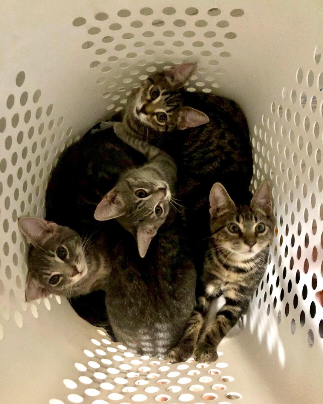 Enlarge Moss, a Adoptable Domestic Short Hair in Suffolk, VA image 2/3