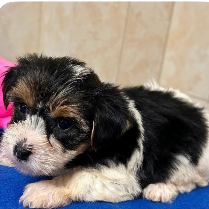 Enlarge Harriet, a Adoptable Yorkshire Terrier in Bartonsville, PA image 2/4