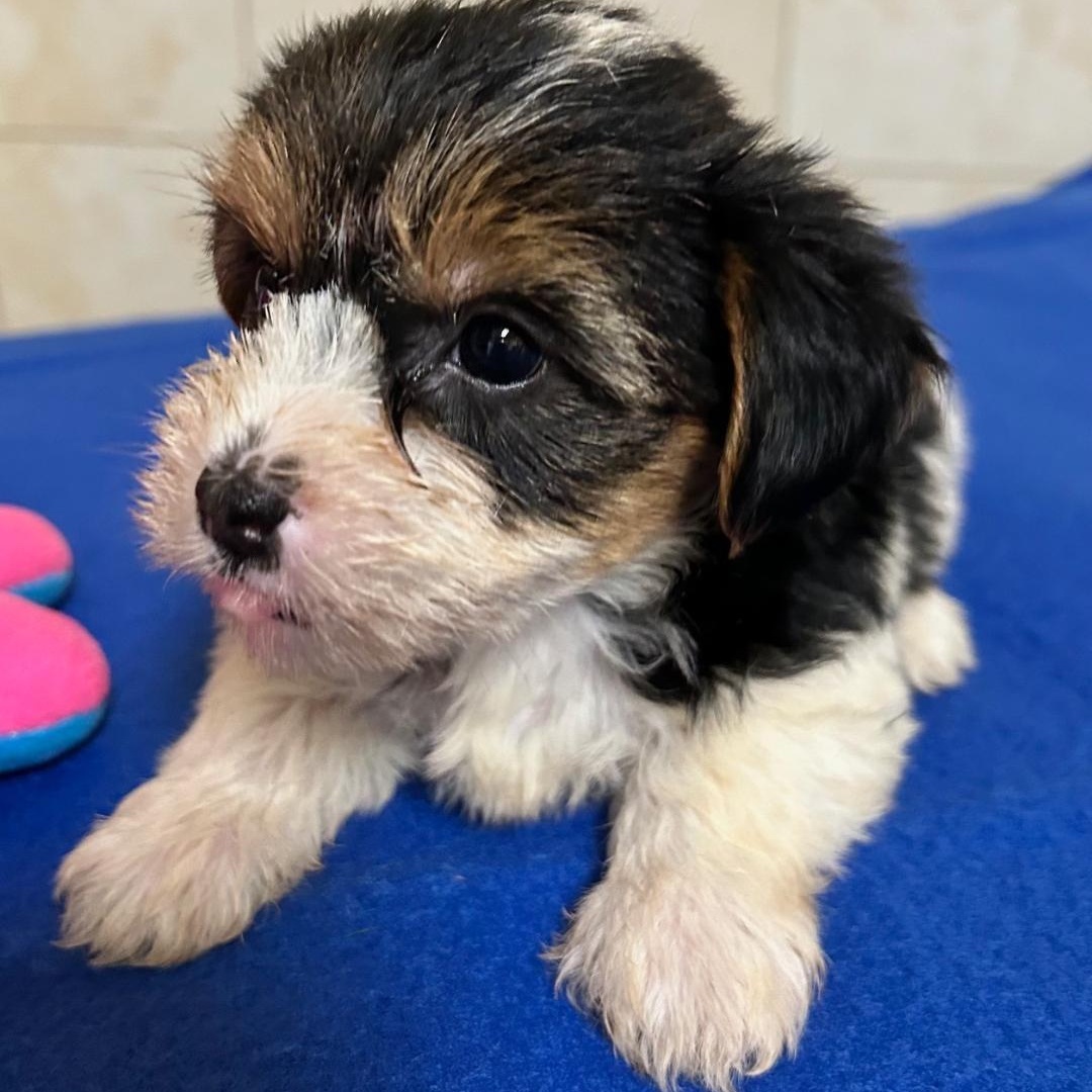 Enlarge Harriet, a Adoptable Yorkshire Terrier in Bartonsville, PA image 3/4
