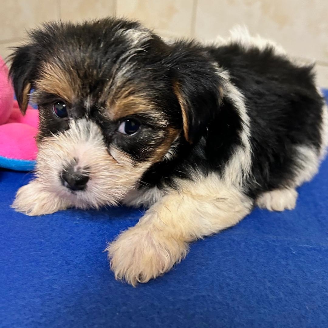 Enlarge Harriet, a Adoptable Yorkshire Terrier in Bartonsville, PA image 4/4