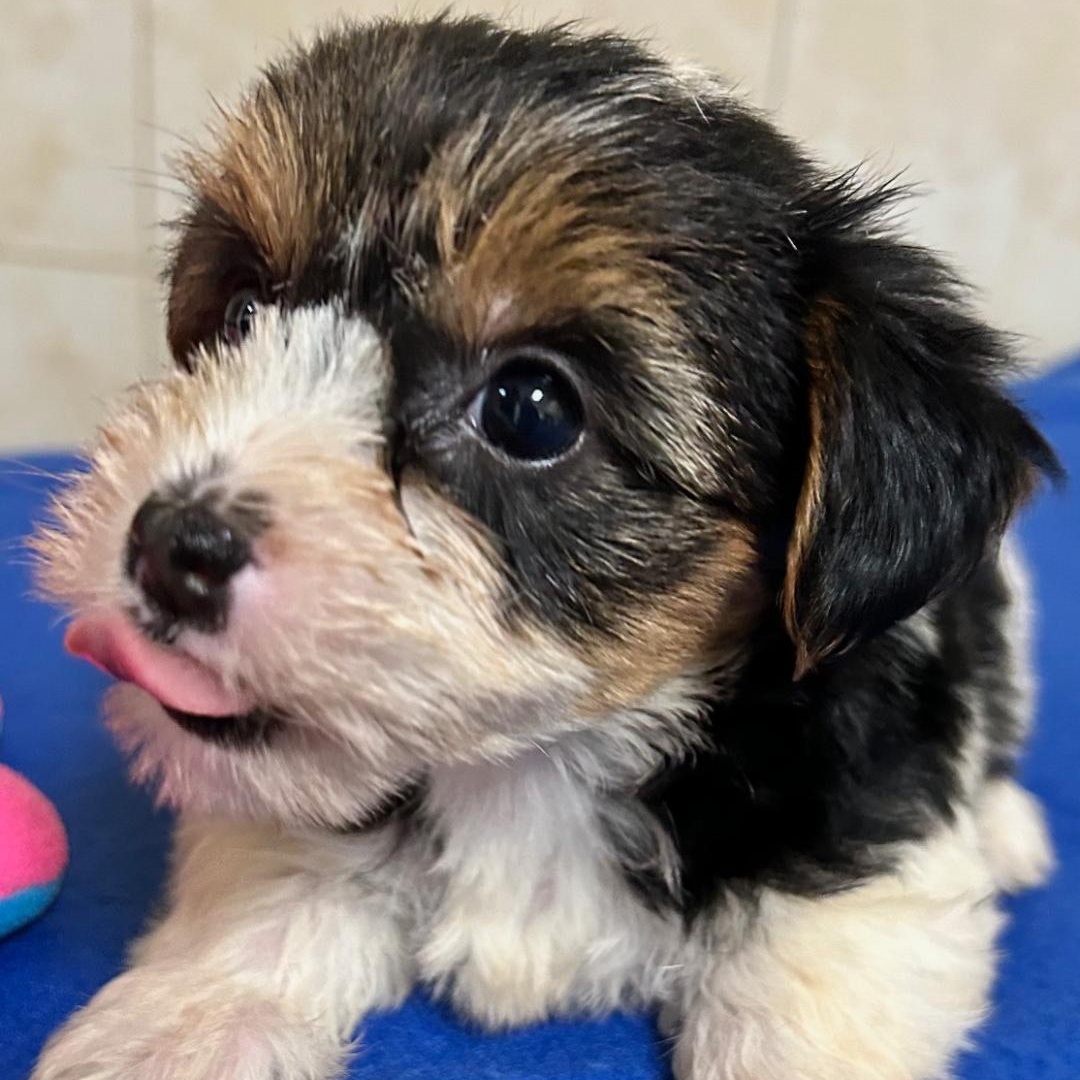 Enlarge Harriet, a Adoptable Yorkshire Terrier in Bartonsville, PA image 1/4