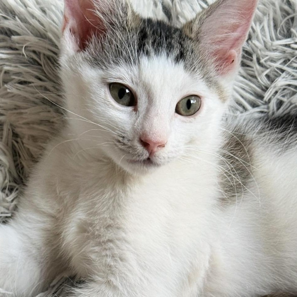 Enlarge Mayfly...look at my adorable face, an adopted Domestic Short Hair in Murfreesboro, TN image 3/5
