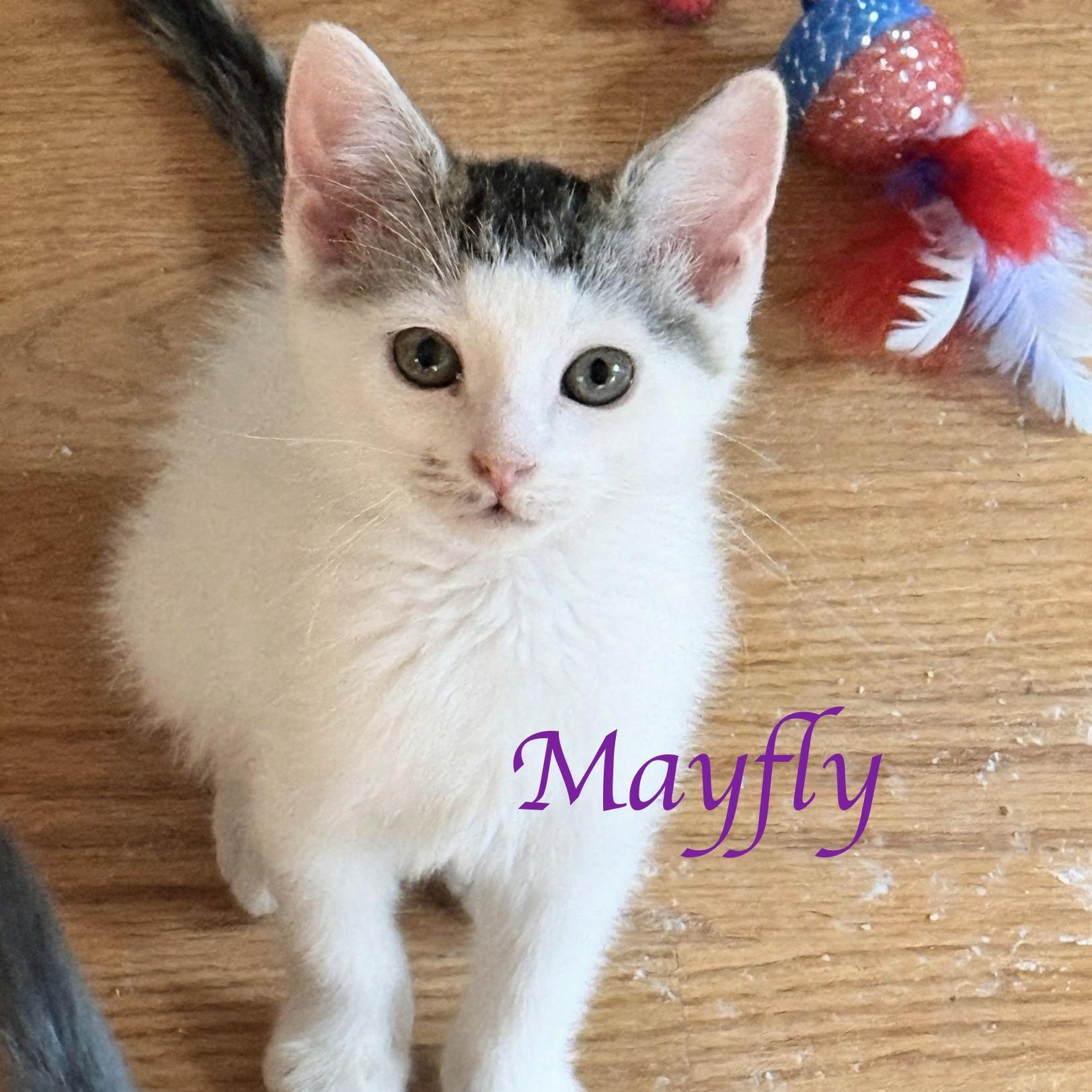 Mayfly...look at my adorable face, adopted, Kitten Male Domestic Short Hair.