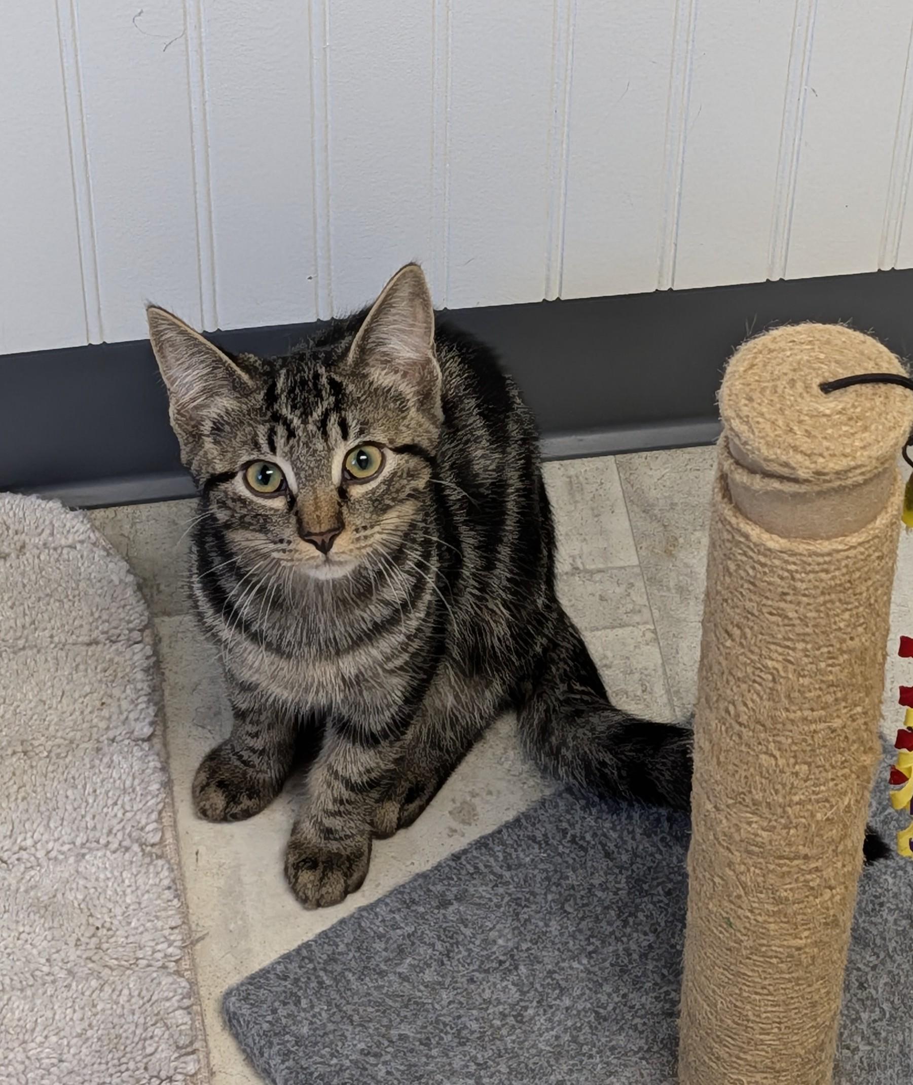 Fredrick, ADOPTABLE, Kitten Male Domestic Short Hair.