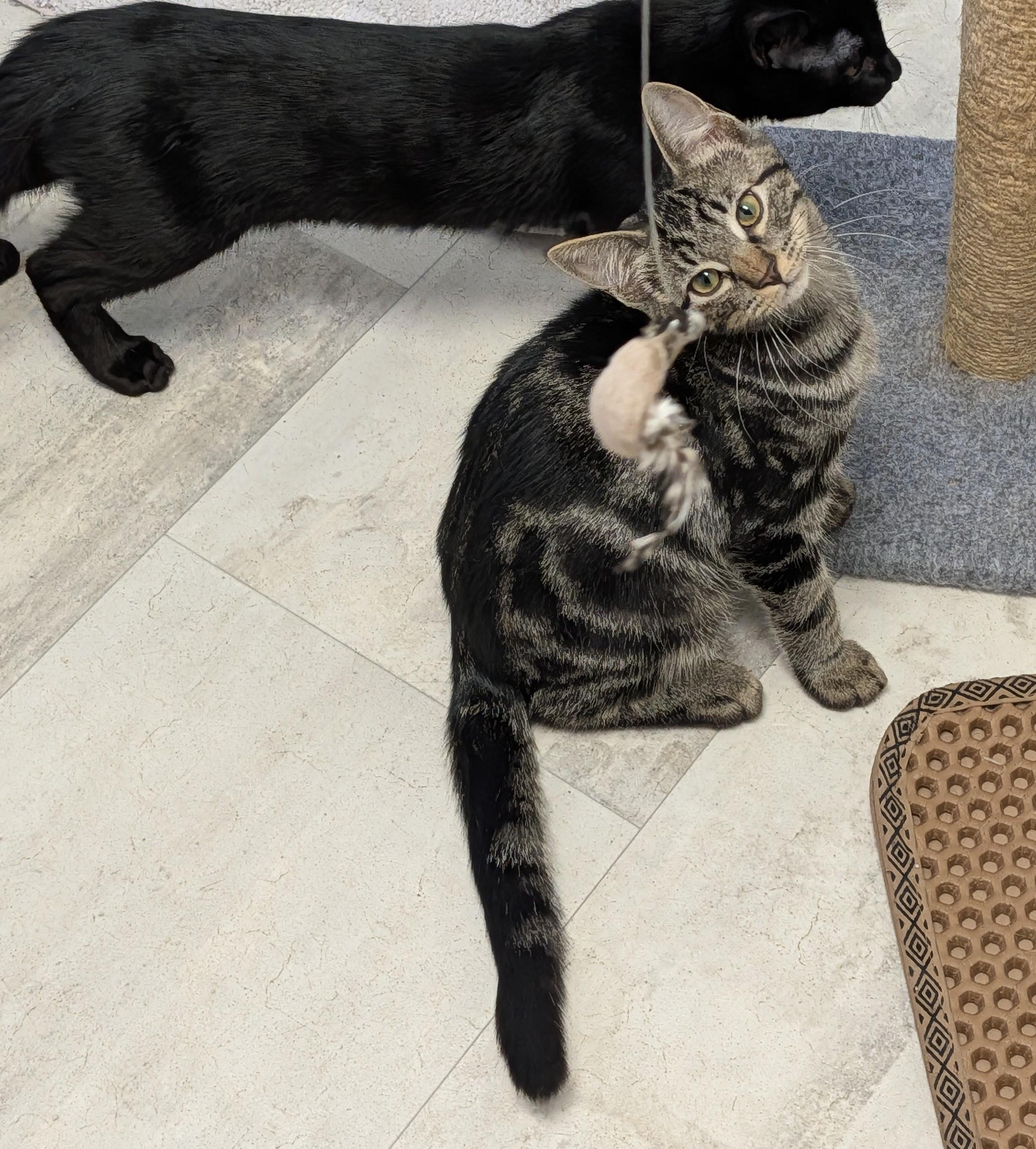 Enlarge Fredrick, a ADOPTABLE Domestic Short Hair in Brockport, NY image 2/5