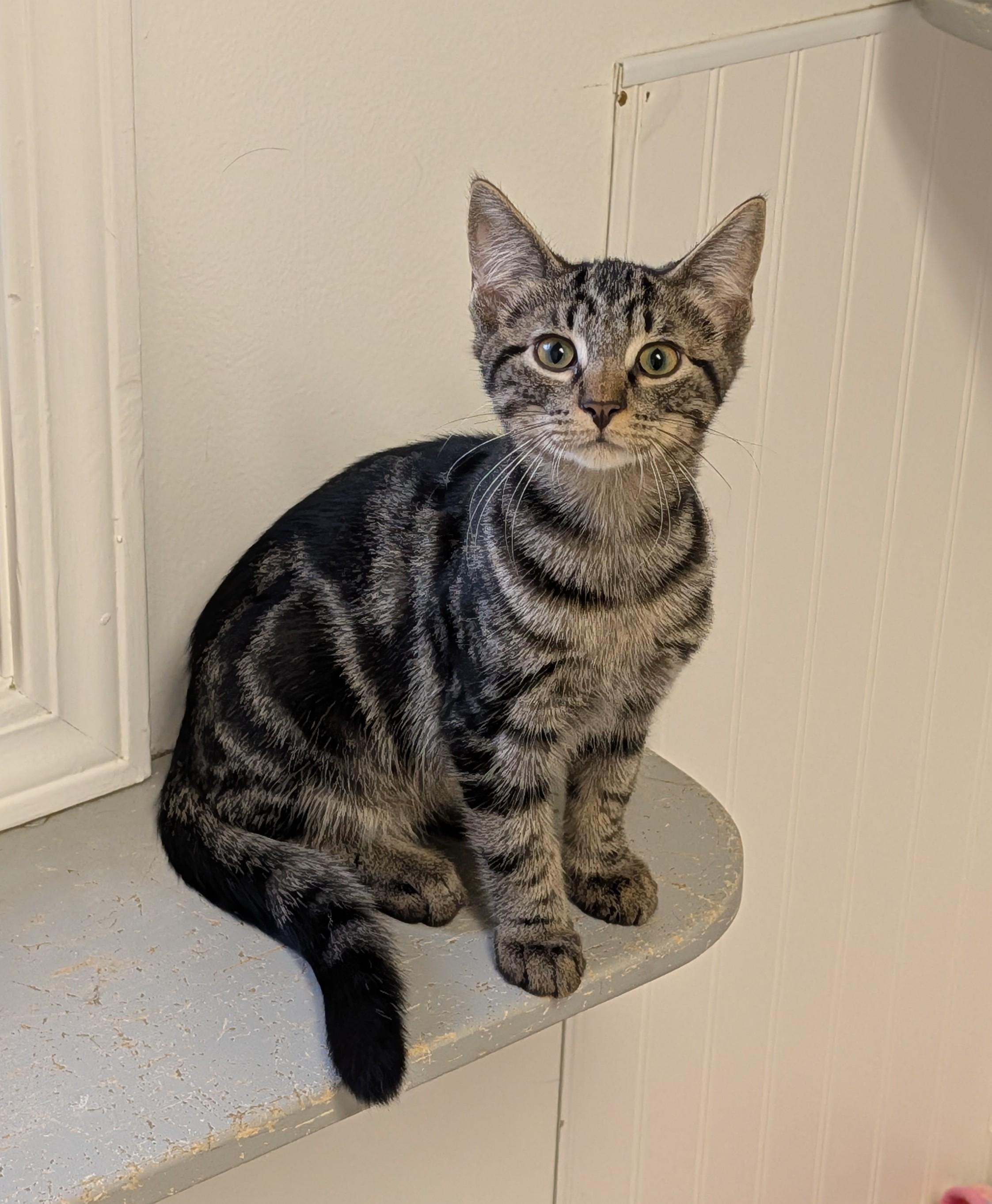 Enlarge Fredrick, a ADOPTABLE Domestic Short Hair in Brockport, NY image 3/5