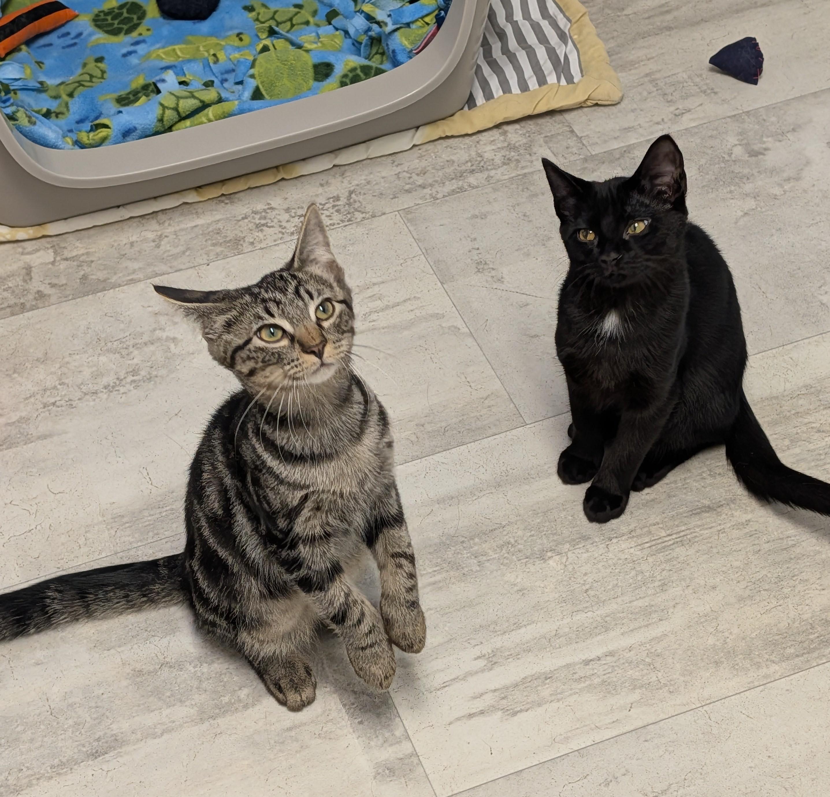 Enlarge Fredrick, a ADOPTABLE Domestic Short Hair in Brockport, NY image 4/5