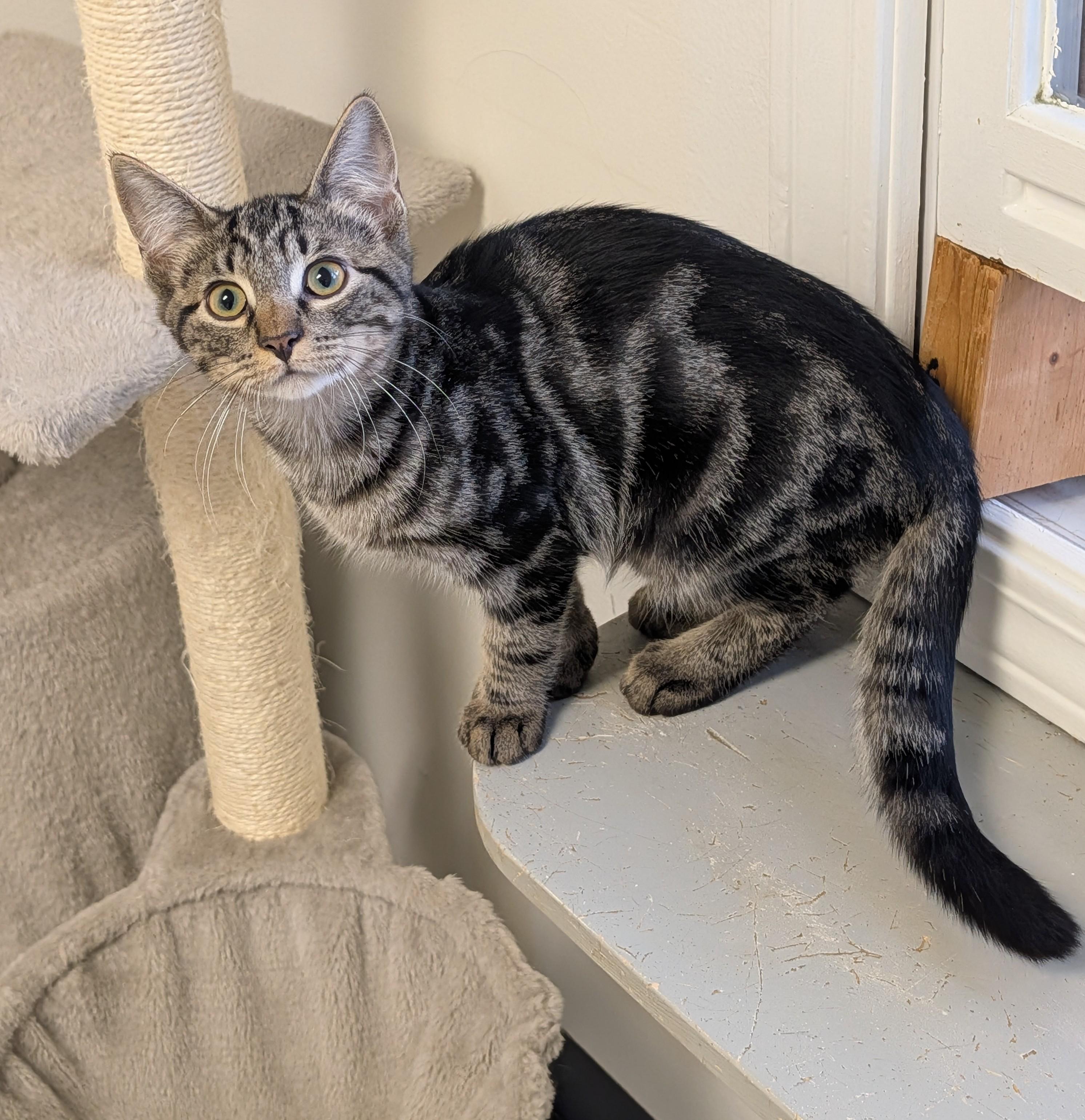 Enlarge Fredrick, a ADOPTABLE Domestic Short Hair in Brockport, NY image 5/5