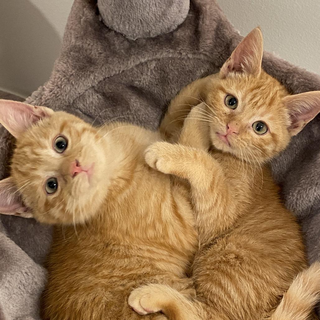 Bowlanya, Adoptable, Kitten Female Domestic Short Hair.