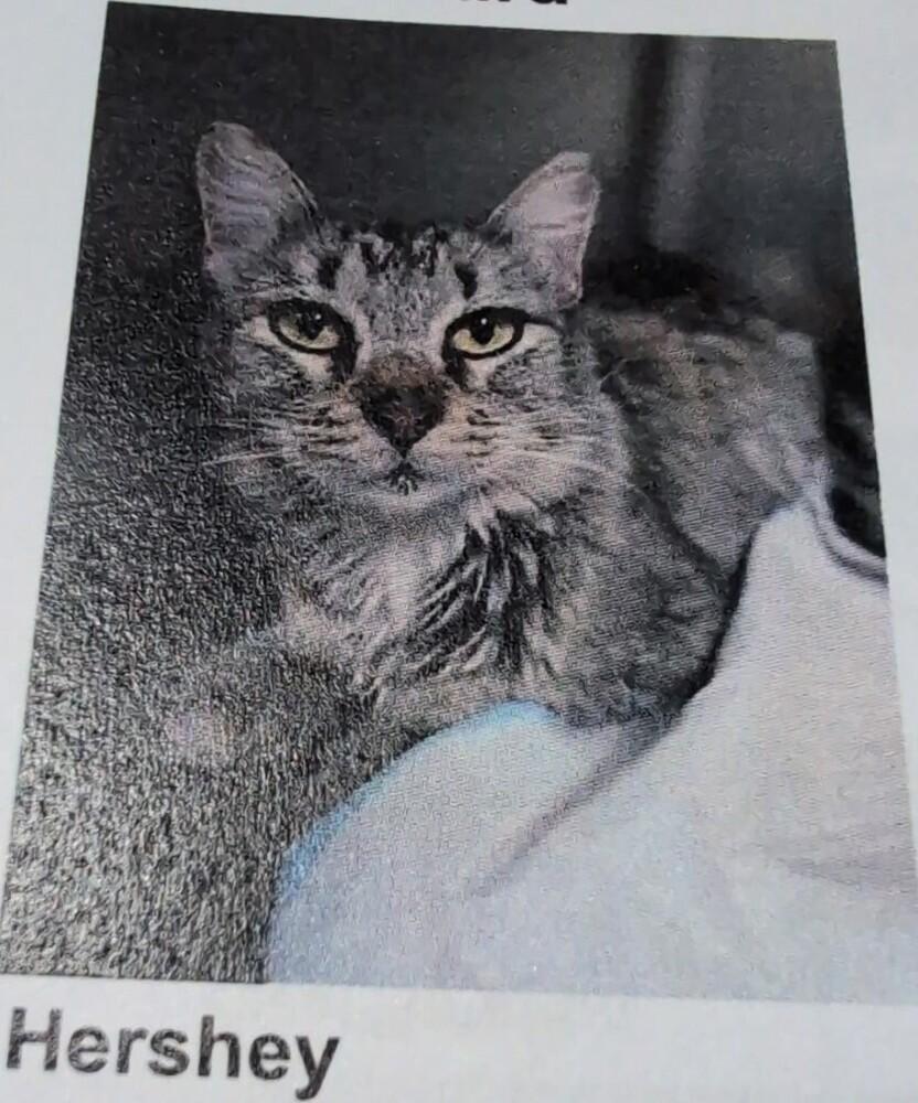 Hershey Kisses, Adoptable, Adult Female Domestic Short Hair & Tabby.