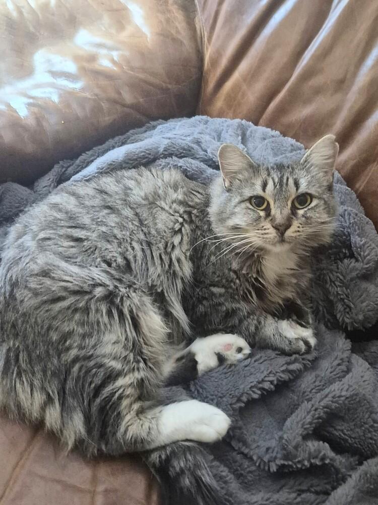 Enlarge Hershey Kisses, a Adoptable mixed breed in Parker, CO image 3/3