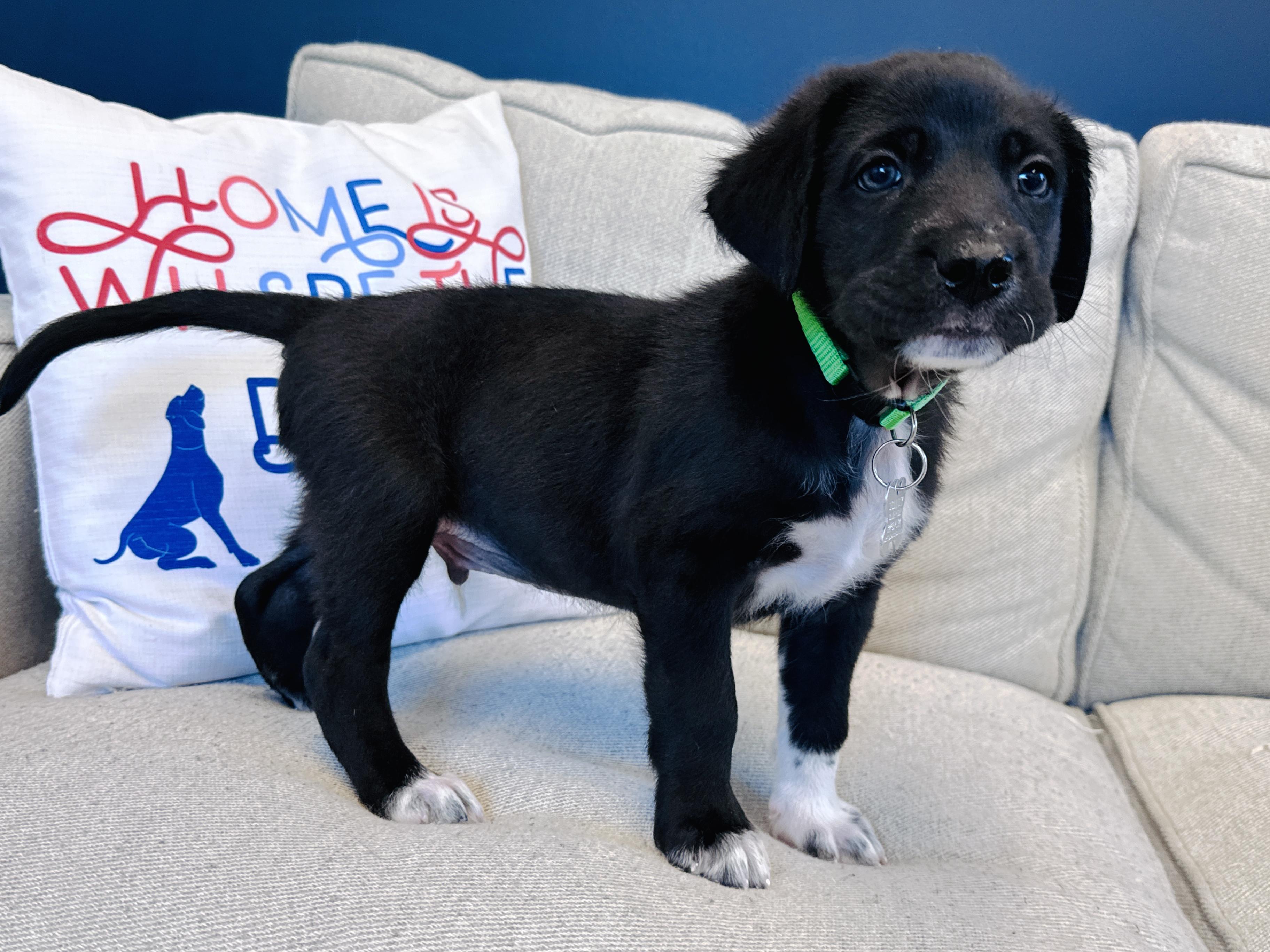 Enlarge Caver, a Adopted mixed breed in Palatine, IL image 4/6