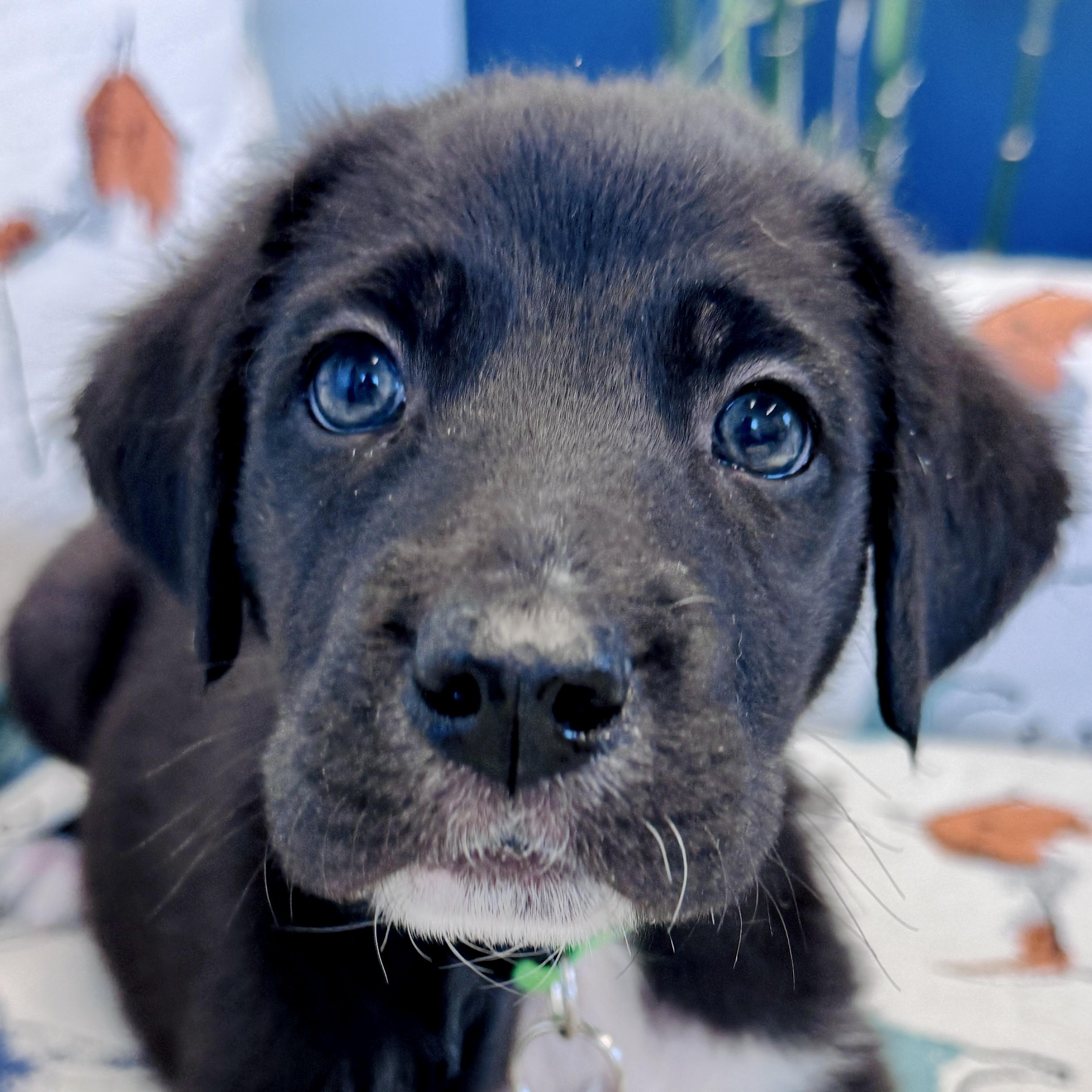 Caver, Adopted, Puppy Male Terrier & Poodle.