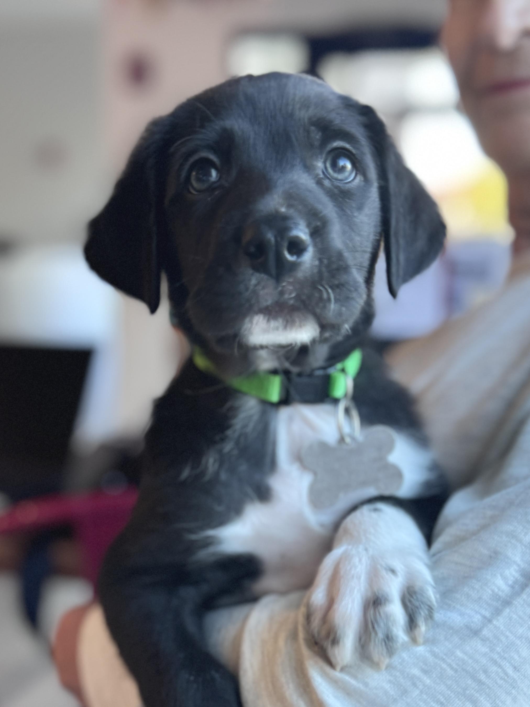 Enlarge Caver, a Adopted mixed breed in Palatine, IL image 2/6