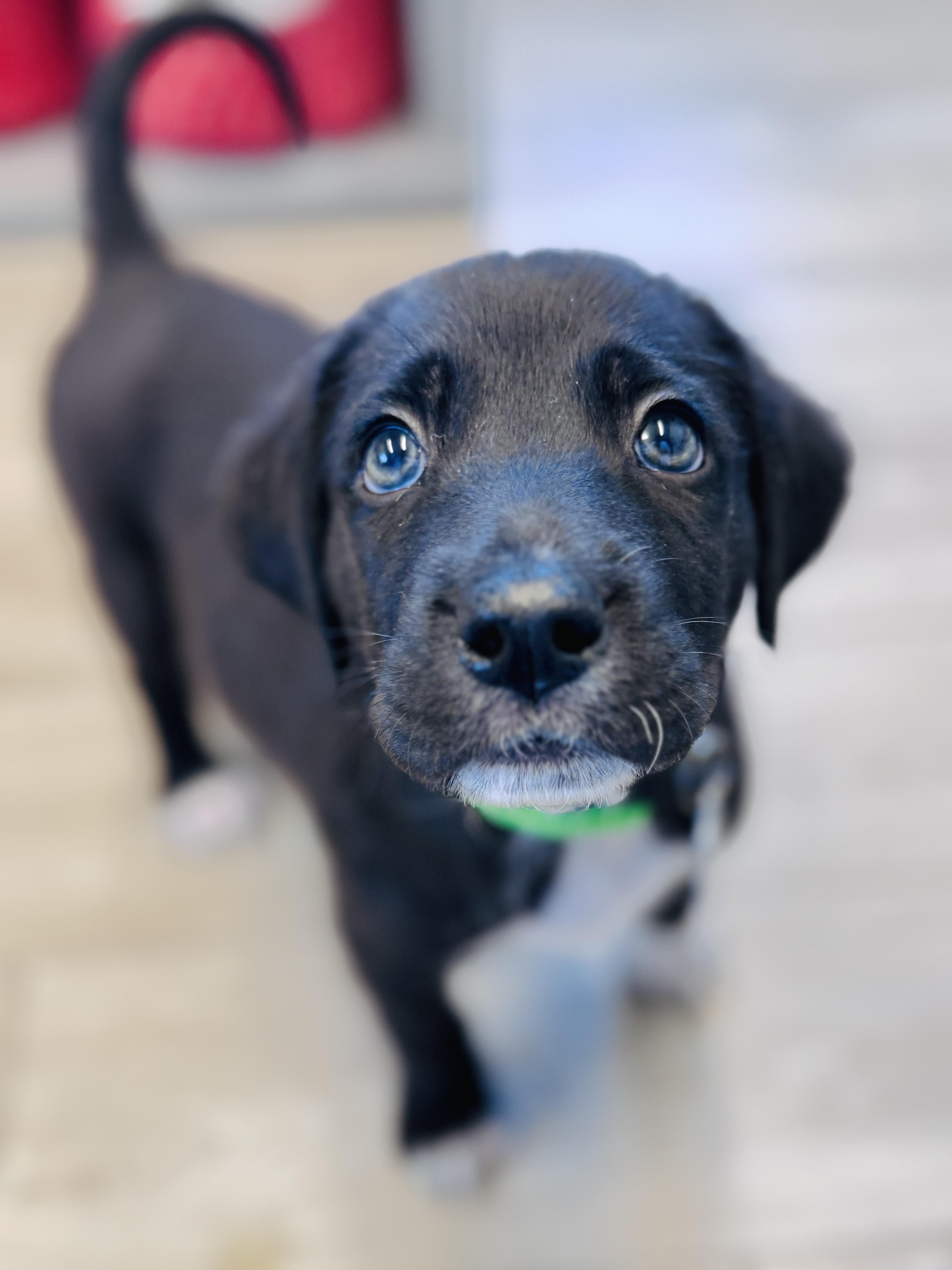 Enlarge Caver, a Adopted mixed breed in Palatine, IL image 3/6