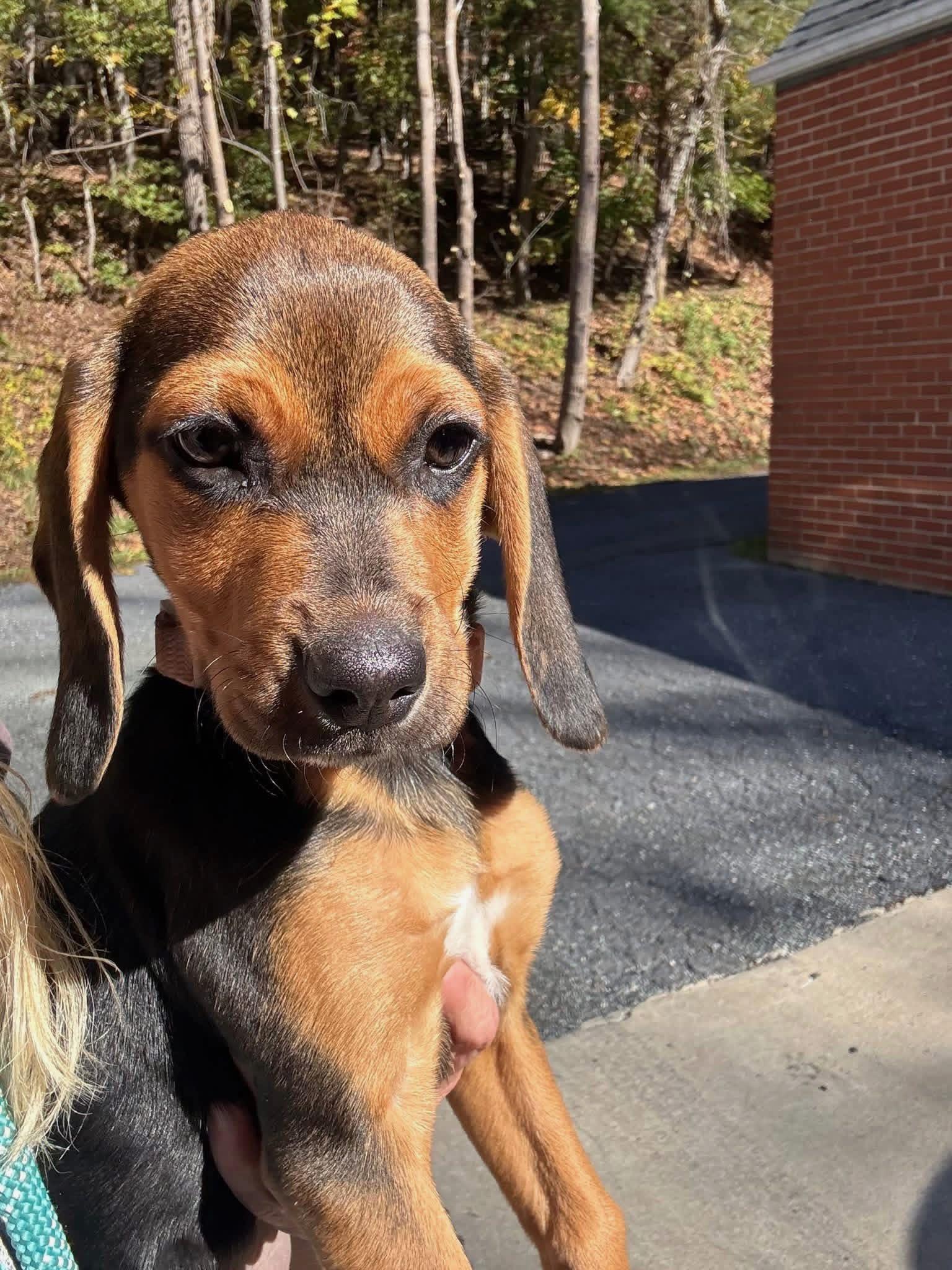 Flo, Adoptable, Puppy Female Black and Tan Coonhound.