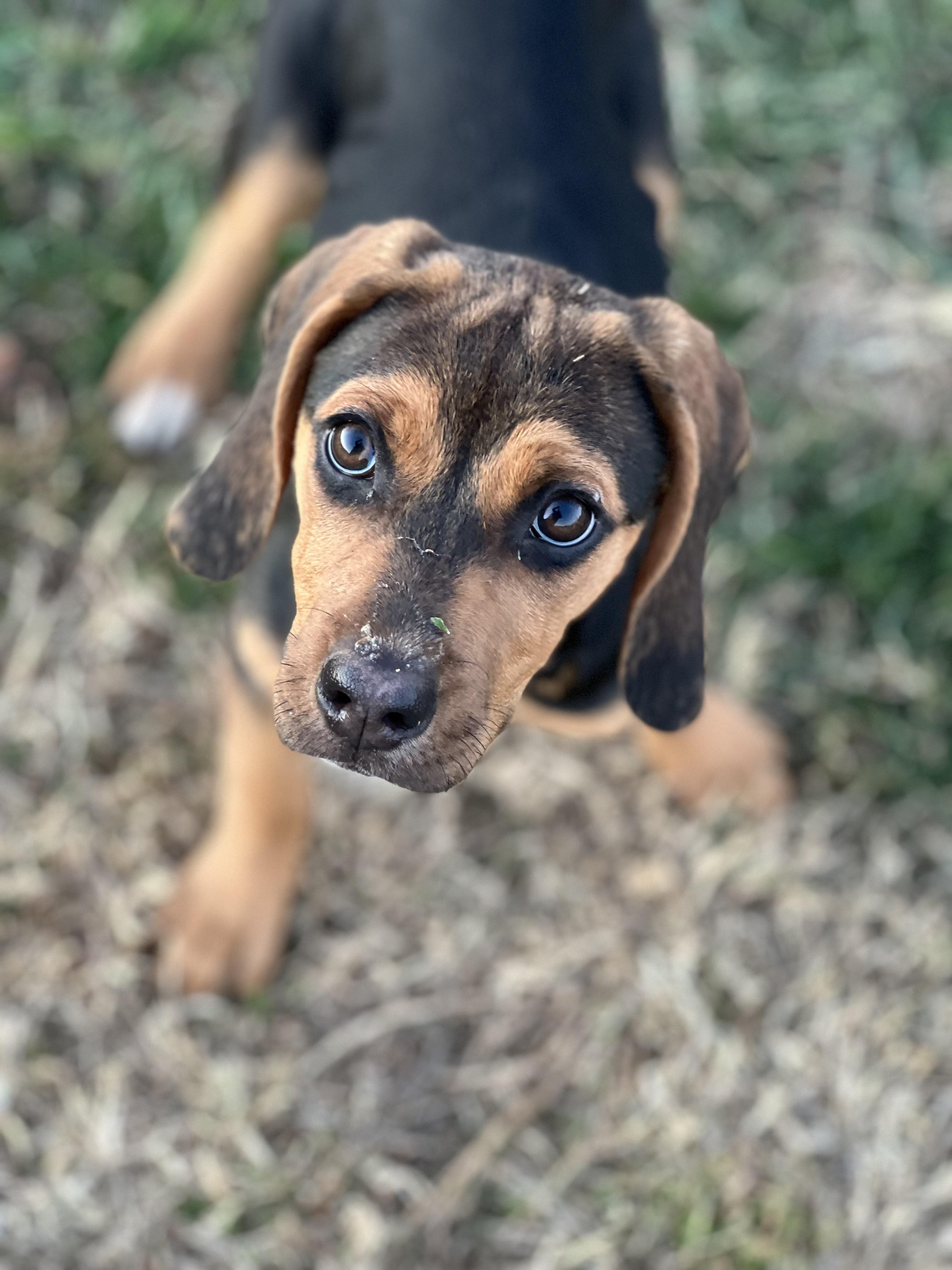Flo, a Adoptable mixed breed in Lexington, MA image 2/4