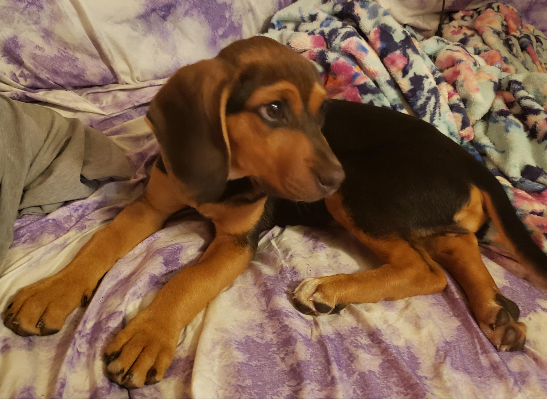 Flo, a Adoptable mixed breed in Lexington, MA image 3/4