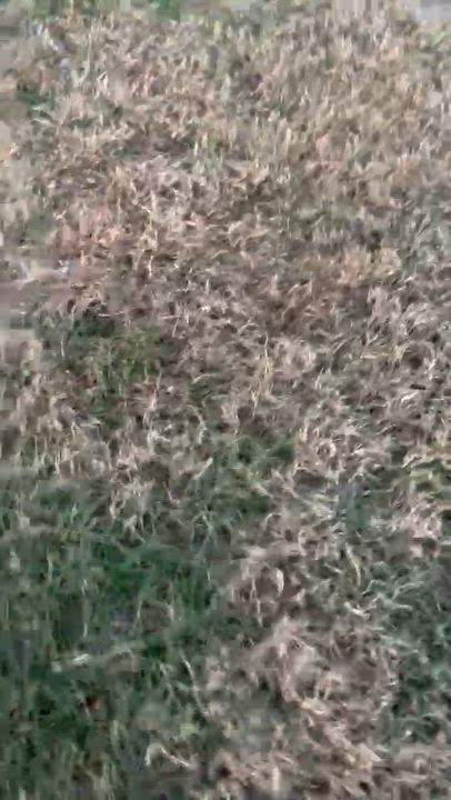 Enlarge Flo, a Adoptable mixed breed in Lexington, MA video 4/4