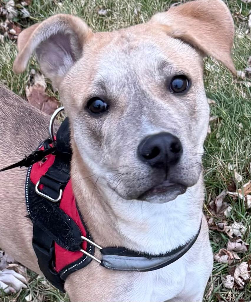 Sam (Bam), Adoptable, Young Male Shepherd & Pit Bull Terrier.